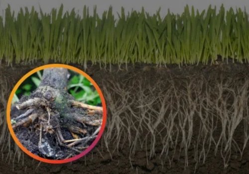 Detailed cross-section view of a healthy plant root system expanding deep into fertile soil.