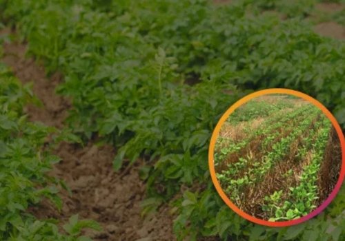 Healthy potato crop field showcasing disease-free agricultural growth achieved through conditioned irrigation water.