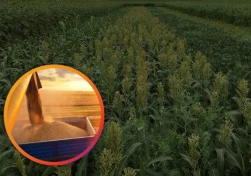 High-yield grain harvest being loaded into a container beside a healthy green sorghum field.