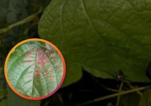 Close-up of a damaged, spotted crop leaf contrasting healthy green foliage protected by an electronic hard water softener.