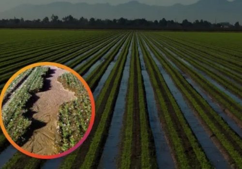 Wide view of flooded farm crop furrows showing salt-crusted dry soil damage in the circular callout.
